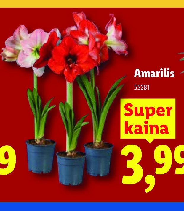 Amarilis