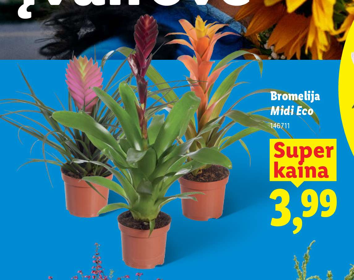 Bromelija Midi Eco