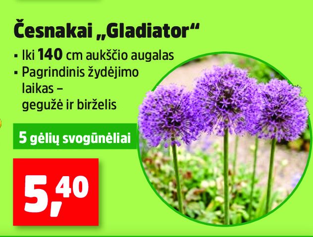 Česnakai „Gladiator“