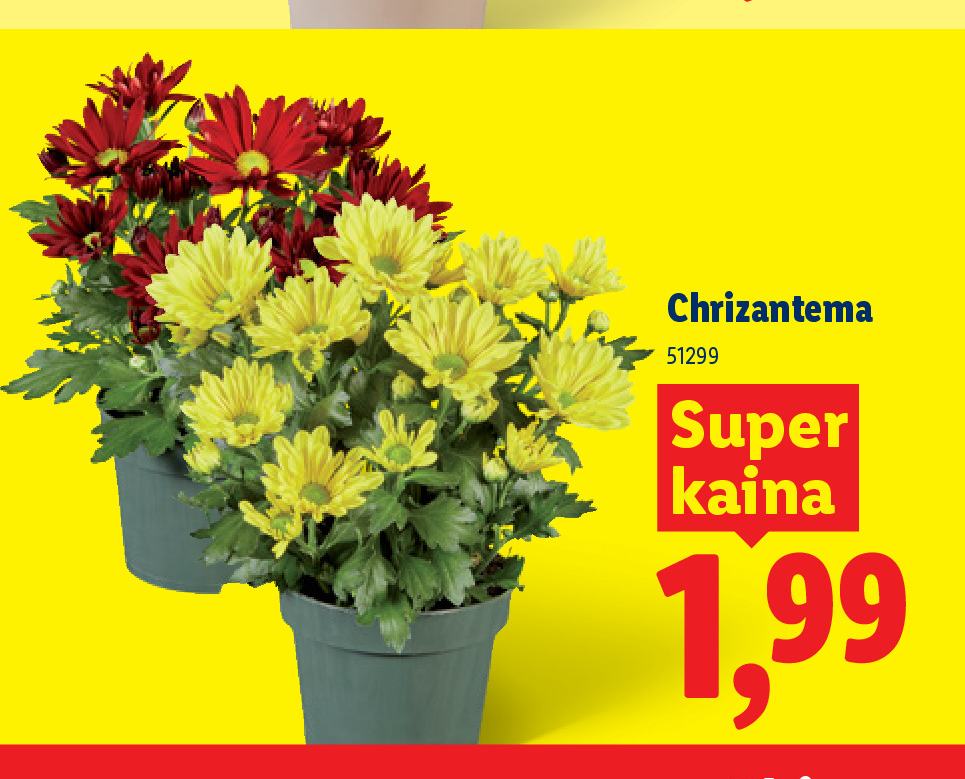 Chrizantema