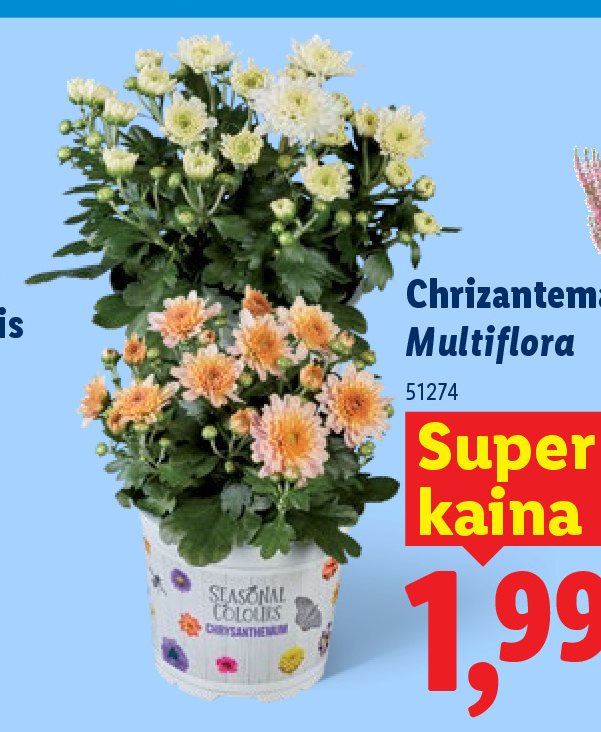 Chrizantema Multiflora