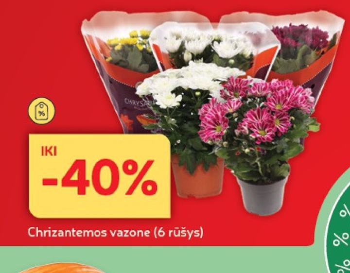 Chrizantemos vazone