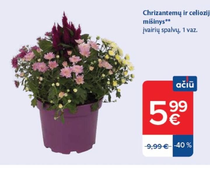 Chrizantemų ir celiozijų mišinys
