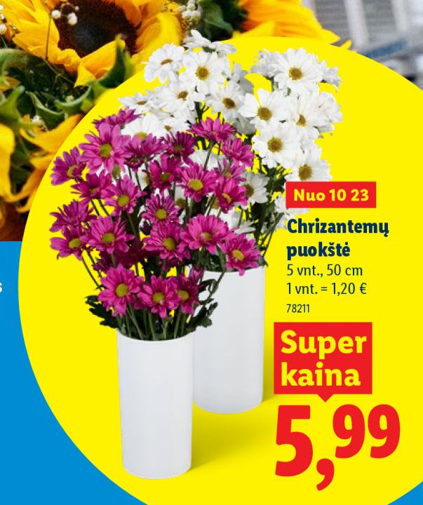 Chrizantemų puokštė, 5 vnt