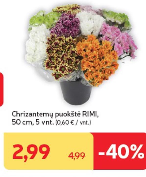 Chrizantemų puokštė RIMI, 50 cm