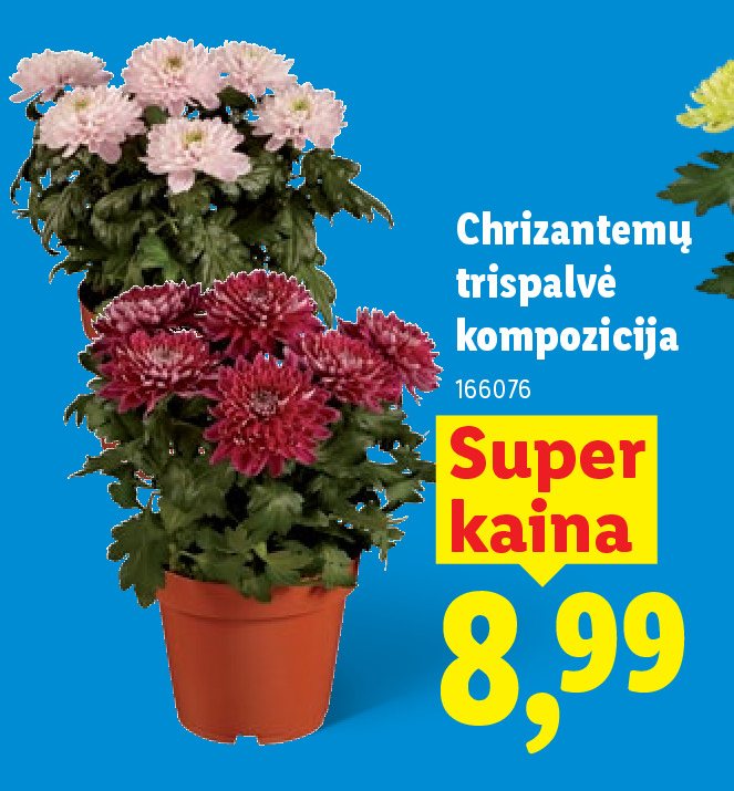 Chrizantemų trispalvė kompozicija