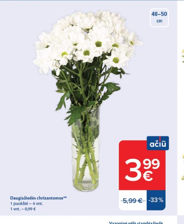 Daugiažiedės chrizantemos, 4 vnt