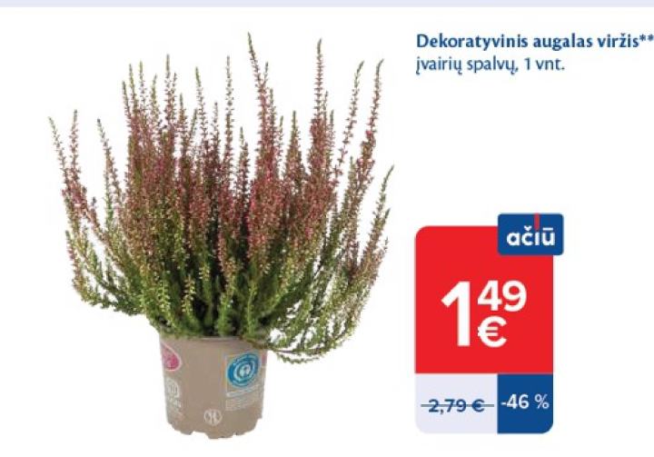 Dekoratyvinis augalas viržis, 1 vnt