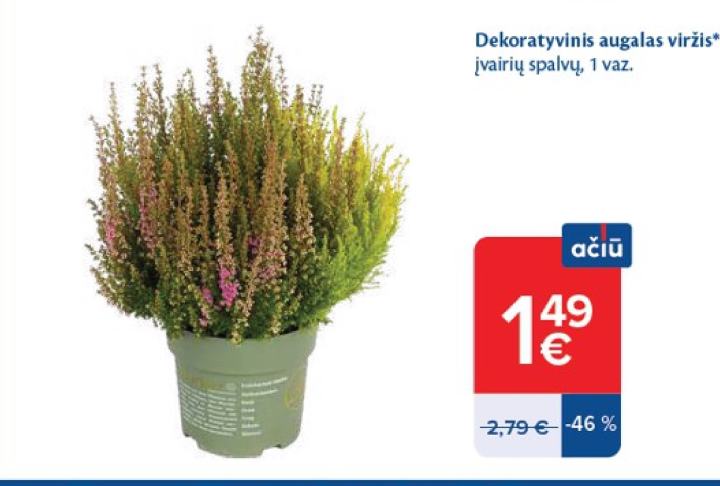 Dekoratyvinis augalas viržis