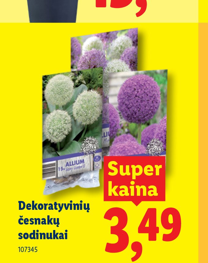 Dekoratyvinių česnakų sodinukai