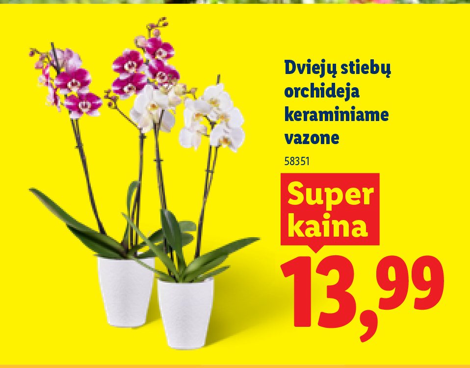 Dviejų stiebų orchidėja keraminiame vazone