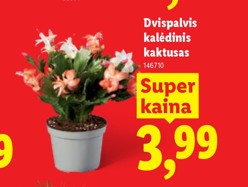 Dvispalvis kalėdinis kaktusas