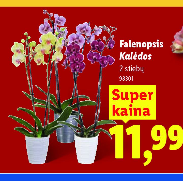 Falenopsis Kalėdos