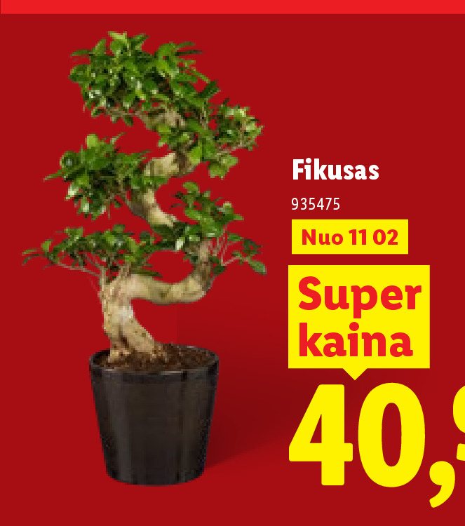 Fikusas