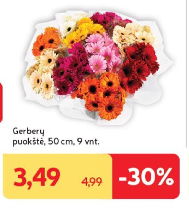 Gerberų puokštė, 50 cm