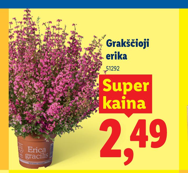 Grakščioji erika