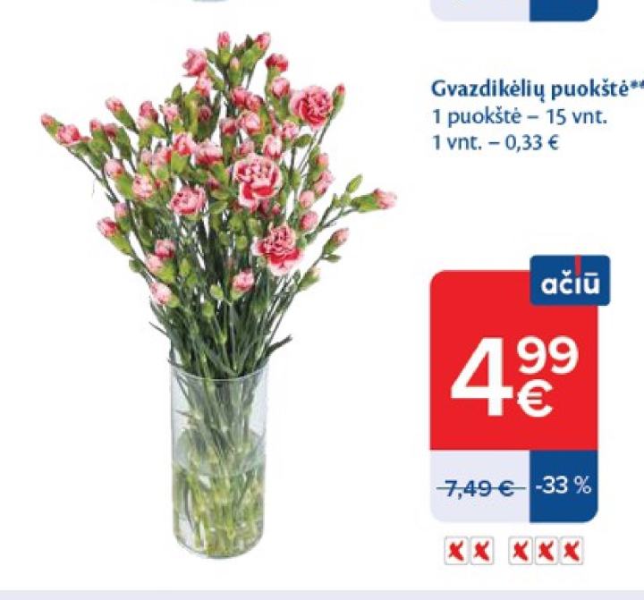 Gvazdikėlių puokštė, 15 vnt