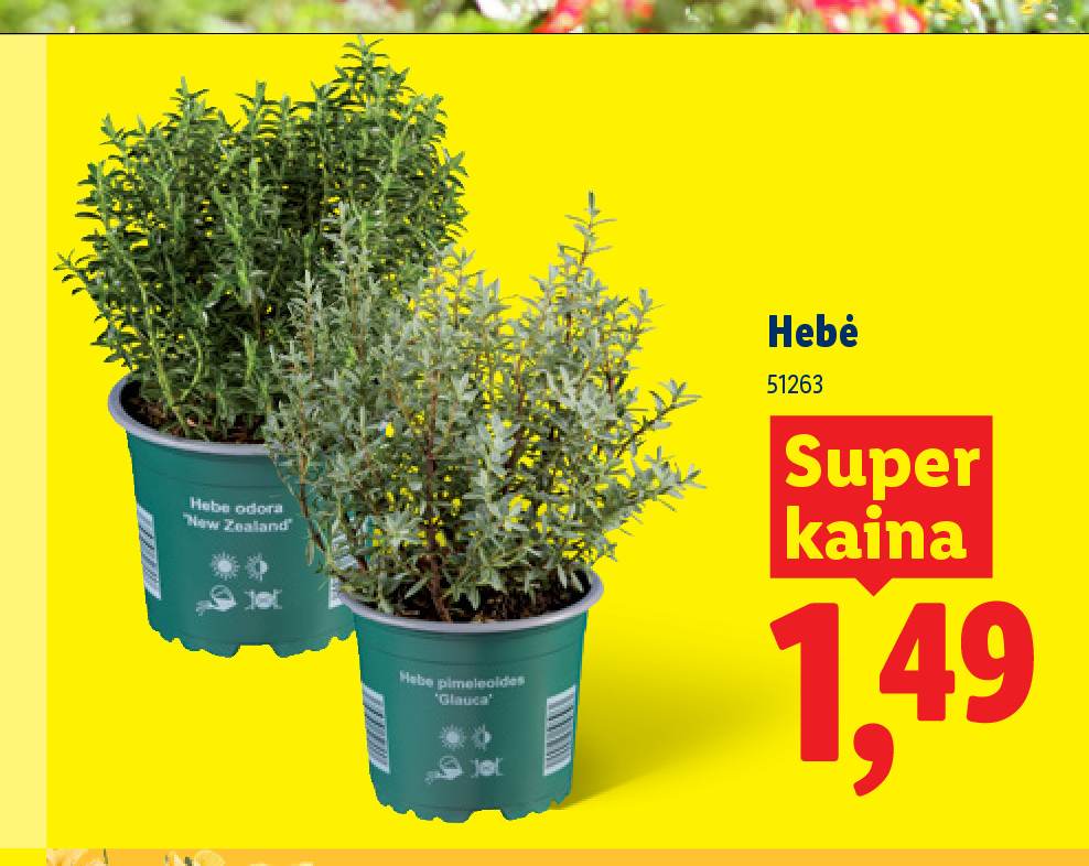Hebė