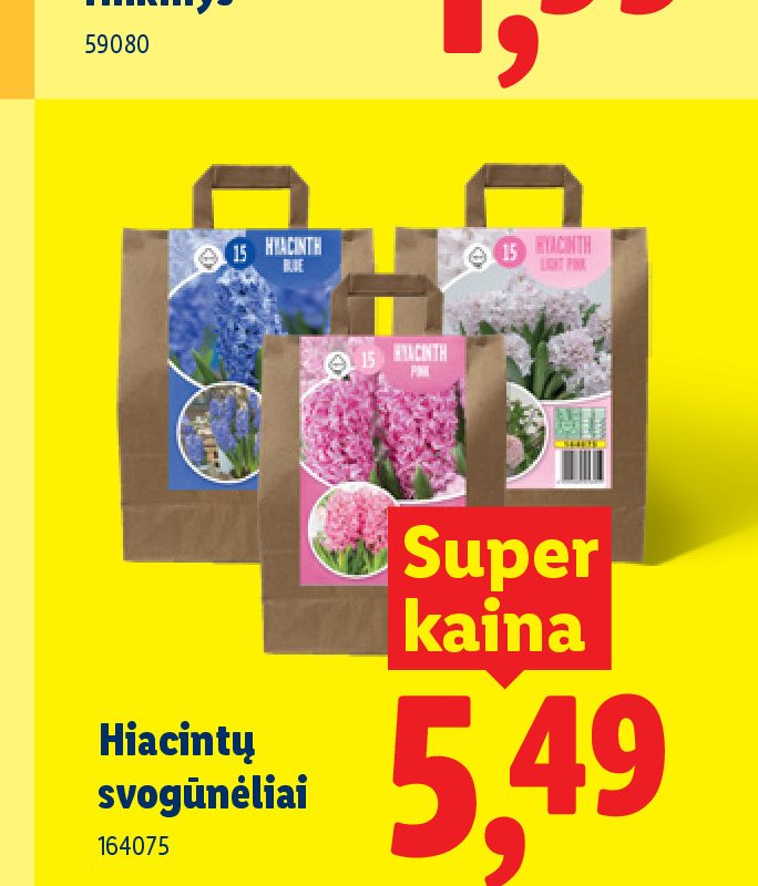 Hiacintų svogūnėliai