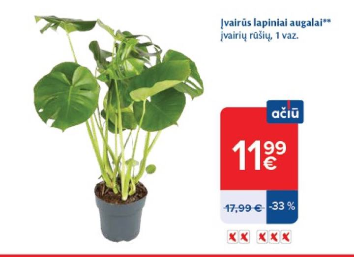 Įvairūs lapiniai augalai