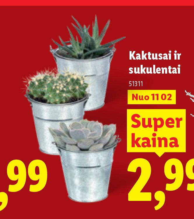 Kaktusai ir sukulentai