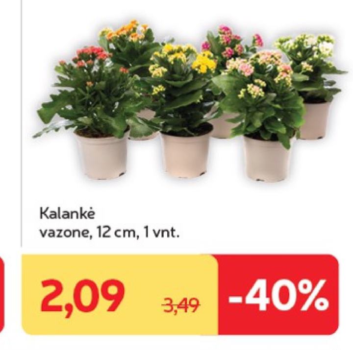 Kalankė, 12 cm