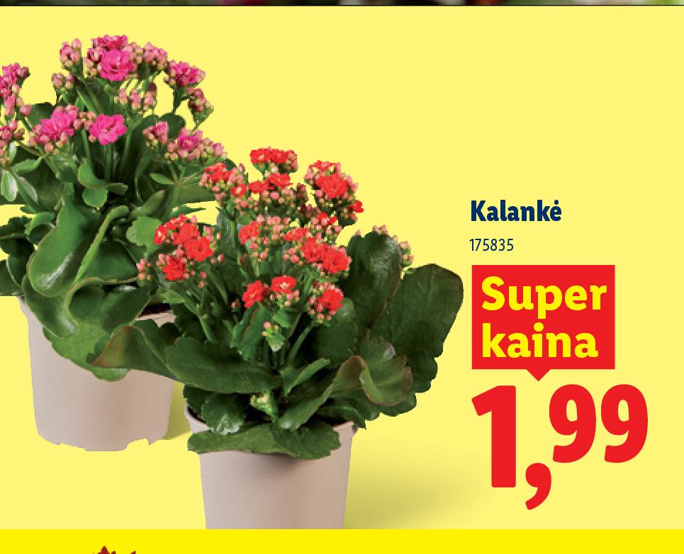 Kalankė