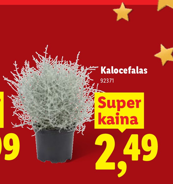 Kalocefalas