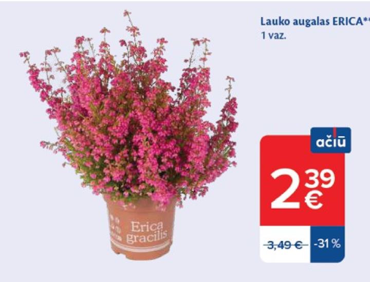 Lauko augalas ERICA