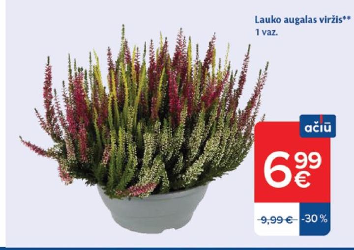 Lauko augalas viržis