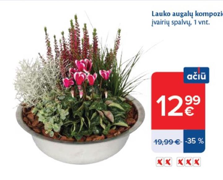 Lauko augalų kompozicija, 1 vnt