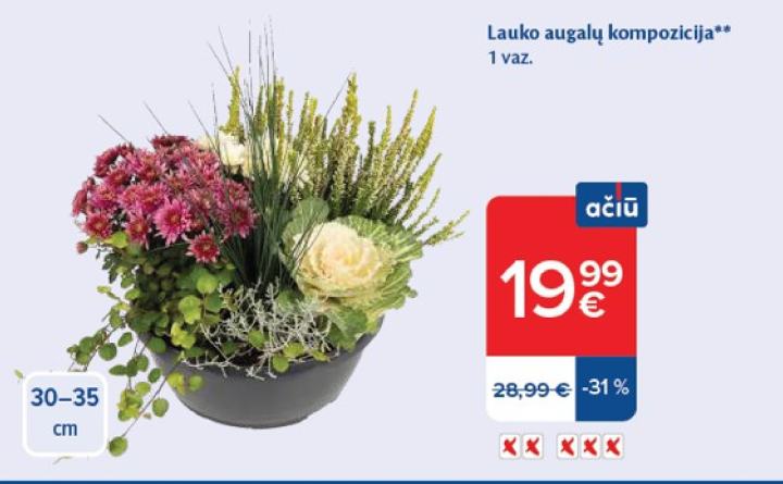 Lauko augalų kompozicija
