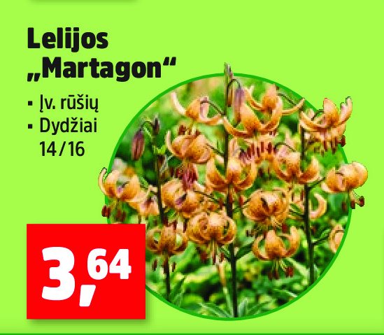 Lelijos „Martagon“