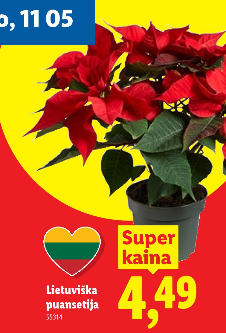 Lietuviška puansetija
