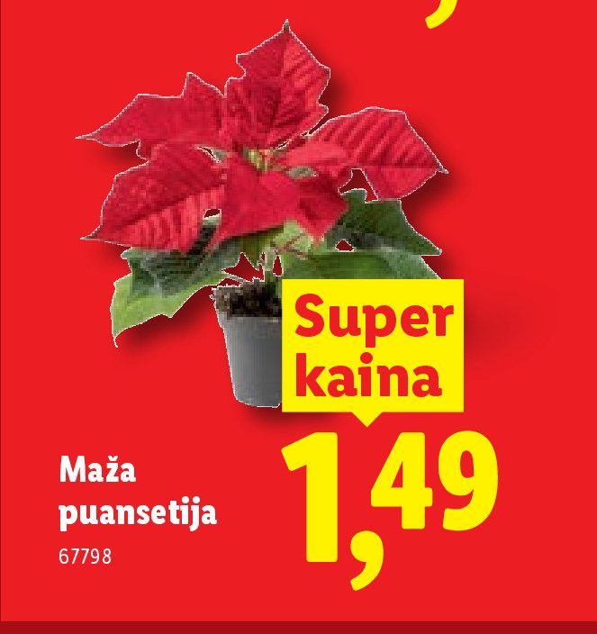 Maža puansetija