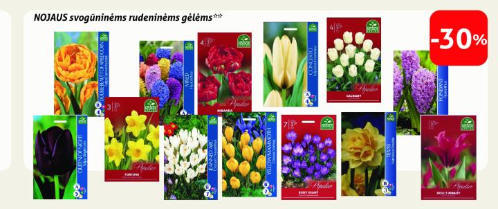 NOJAUS svogūninėms rudeninėms gėlėms