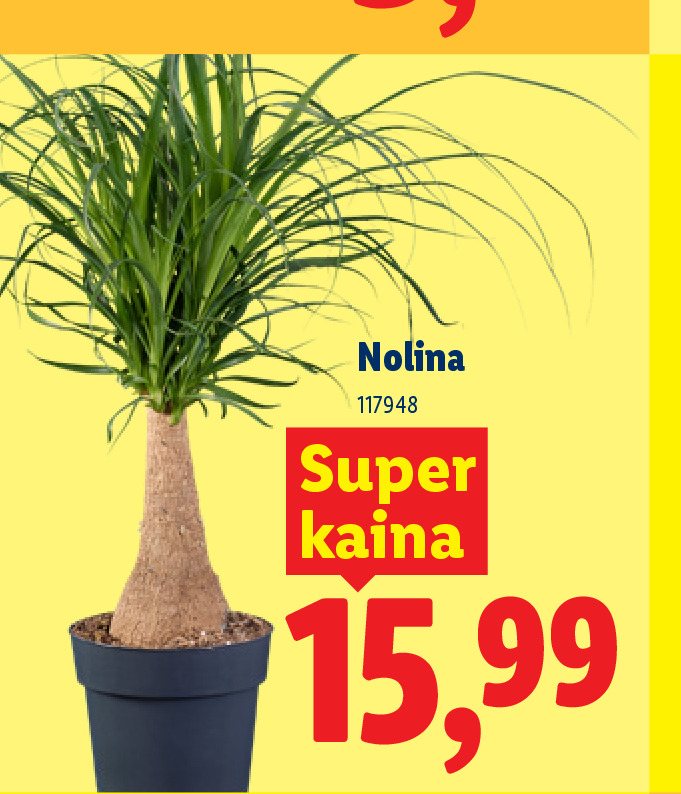 Nolina