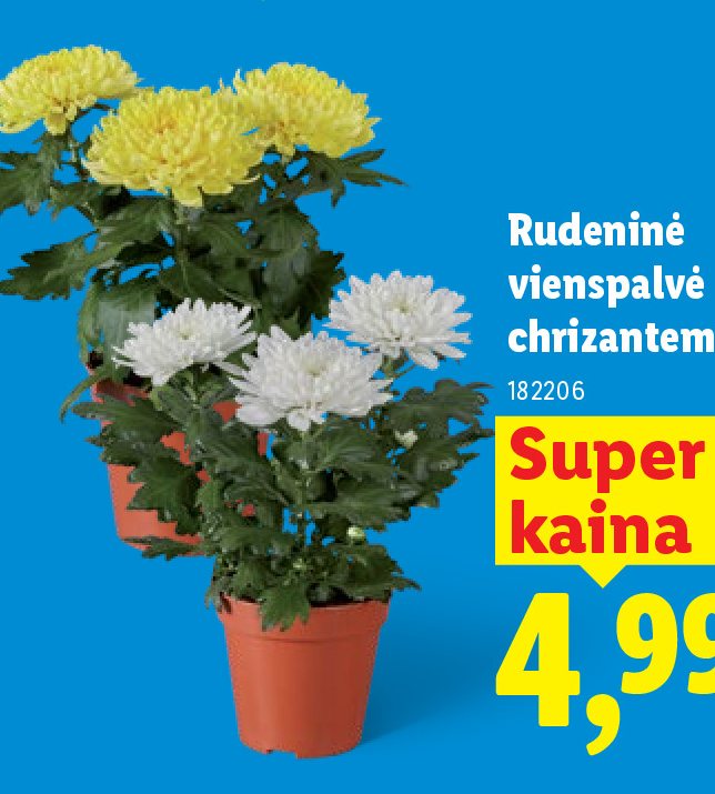 Rudeninė vienspalvė chrizantema