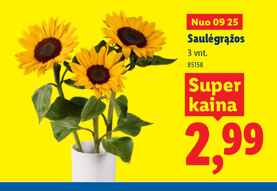 Saulėgrąžos, 3 vnt