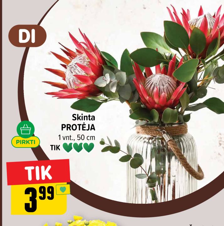Skinta PROTĖJA, 1 vnt