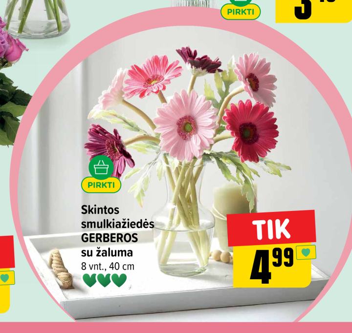 Skintos smulkiažiedės GERBEROS, 8 vnt