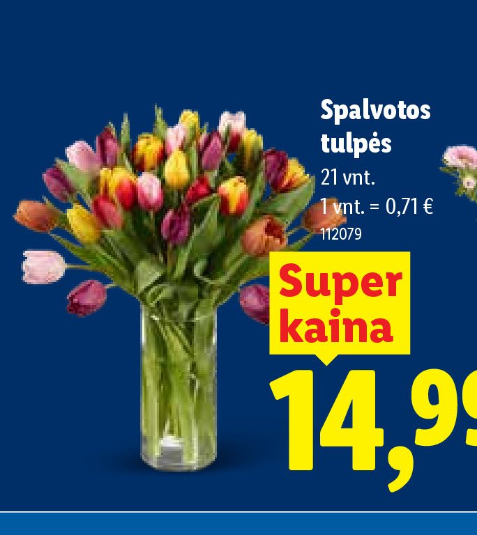 Spalvotos tulpės, 21 vnt