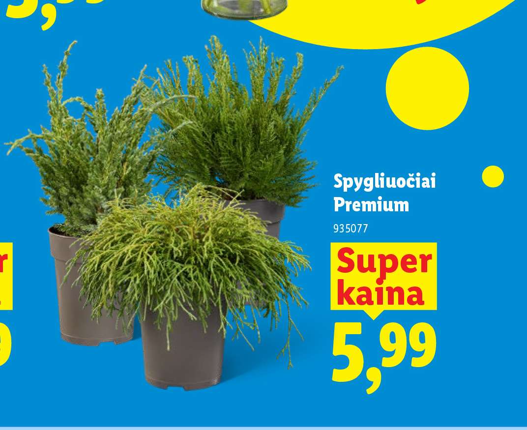 Spygliuočiai Premium