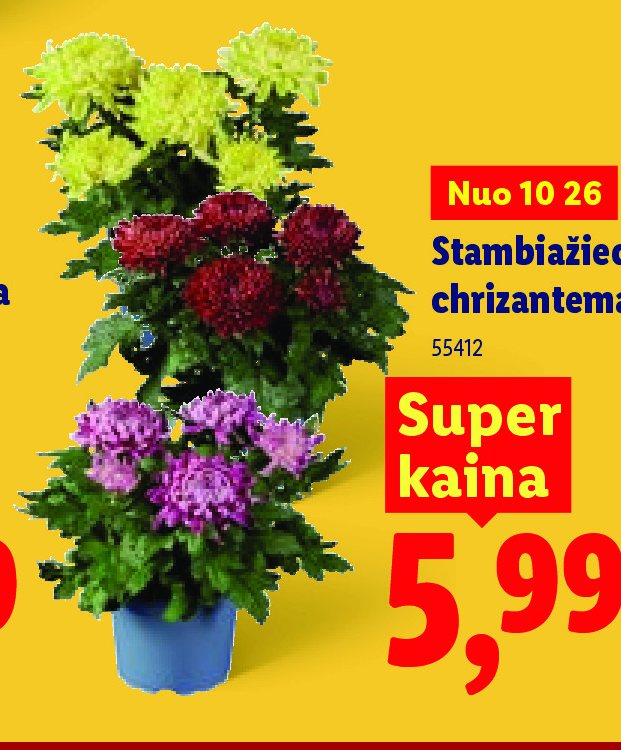 Stambiažiedė chrizantema