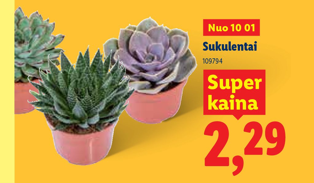 Sukulentai