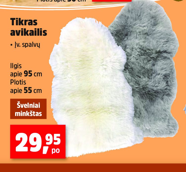 Tikras avikailis, 95 cm