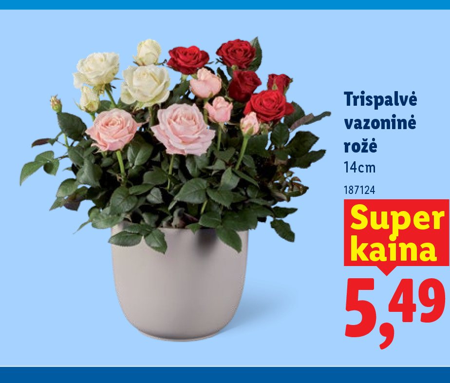 Trispalvė vazoninė rožė, 14 cm