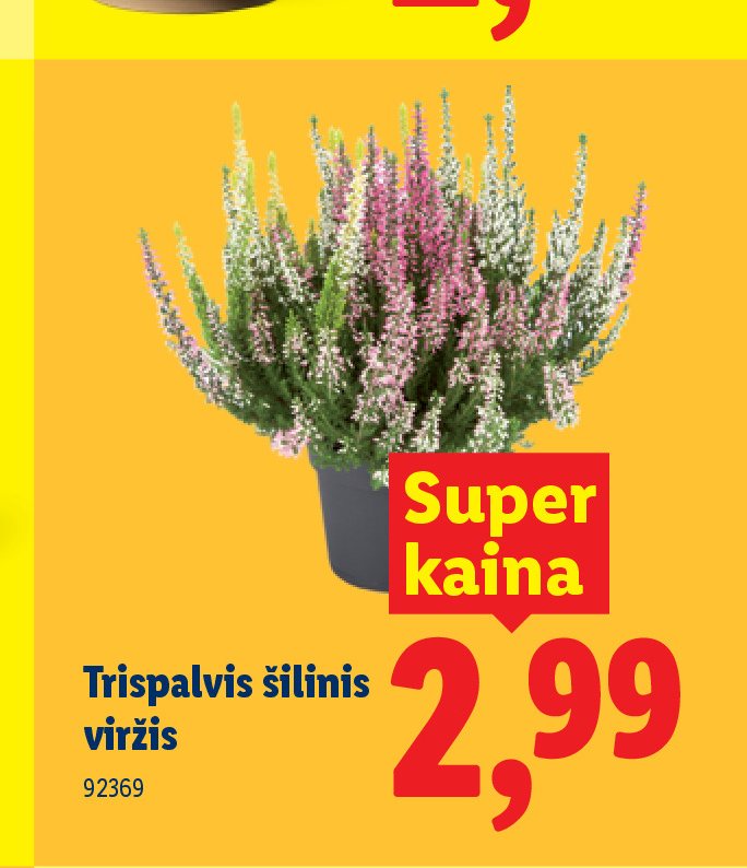Trispalvis šilinis viržis