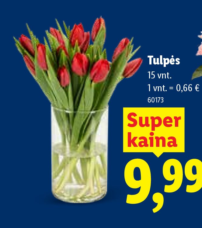 Tulpės, 15 vnt