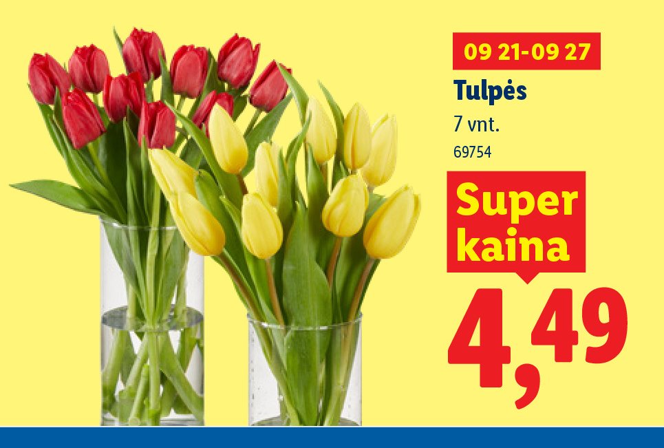 Tulpės, 7 vnt